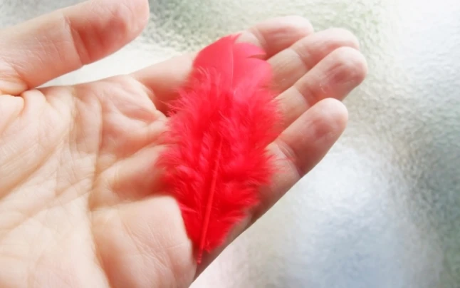 赤い羽根共同募金